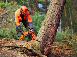 Trusted Germantown, IL Tree Removal Services Experts