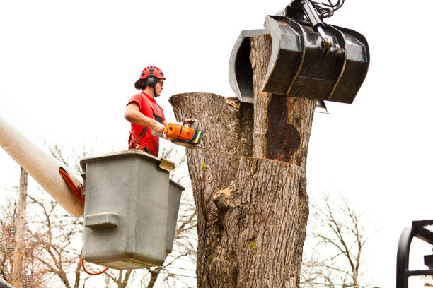 Best Hazardous Tree Removal  in Germantown, IL